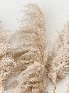 Pampasgras extra FLUFFY / beige 100 - 120 cm