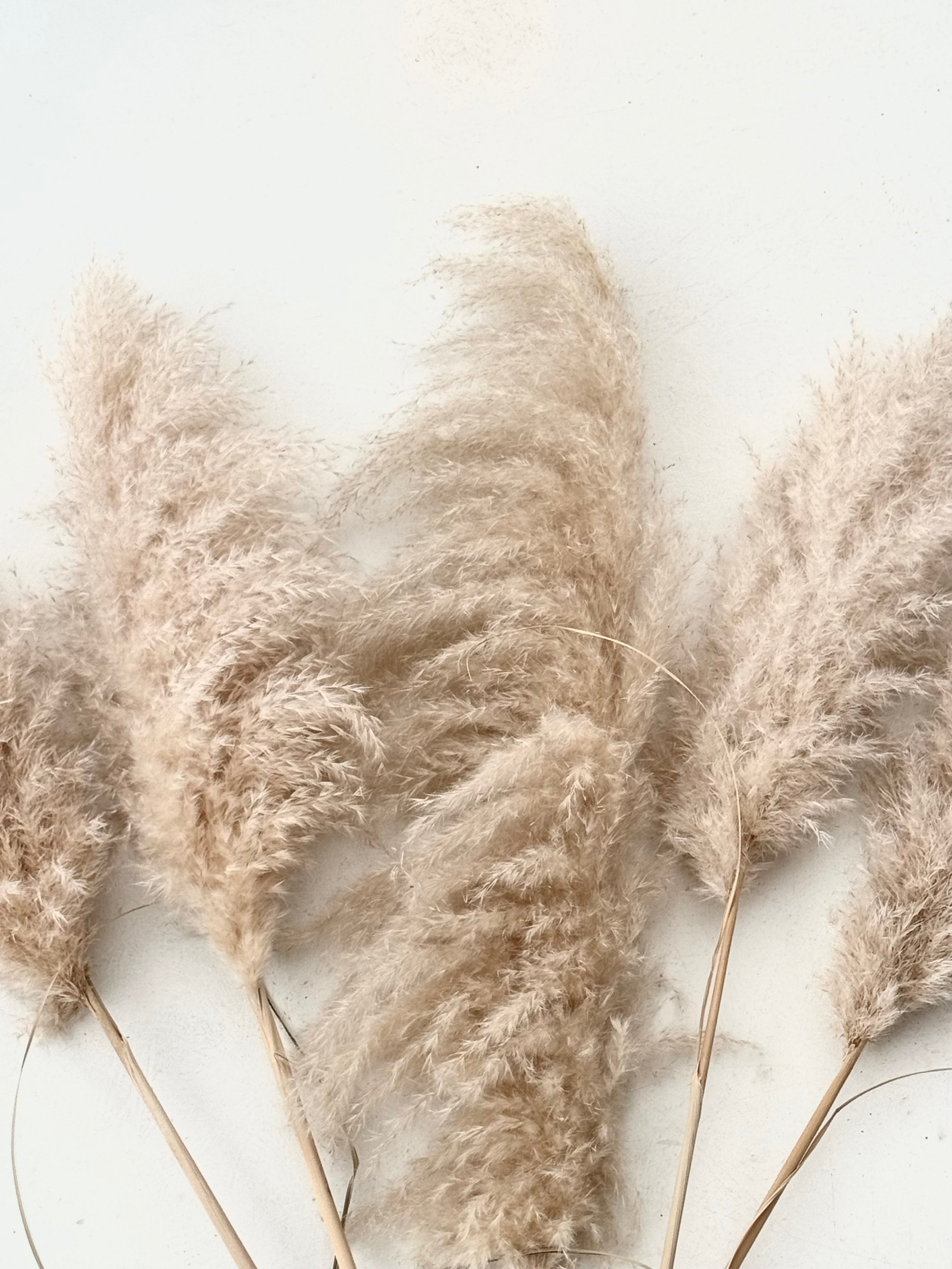 Pampasgras extra FLUFFY / beige 100 - 120 cm